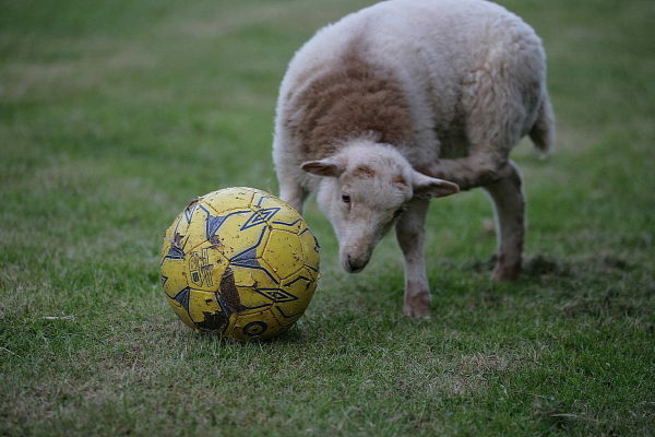 Thornton playing football